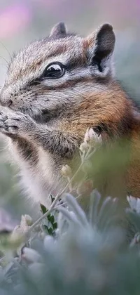 Plant Whiskers Organism Live Wallpaper