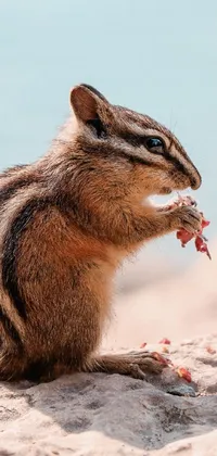 Bring the outdoors to your phone screen with this delightful live wallpaper featuring a charming chipmunk enjoying its meal by the beach