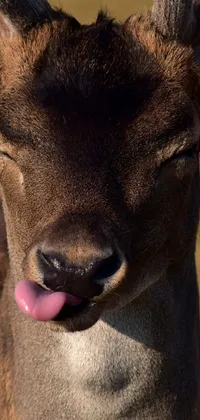 This live wallpaper features a stunning 4k close-up of a serene deer with its tongue out