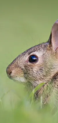 This phone live wallpaper showcases a delightful rabbit in a lush green grass setting, surrounded by tiny scurrying mice