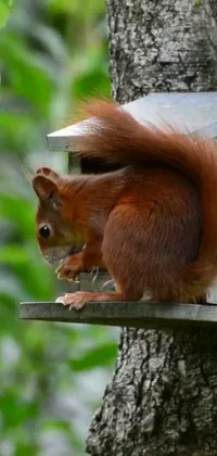 This live wallpaper depicting a cute squirrel on a bird feeder is a perfect addition to your Android phone