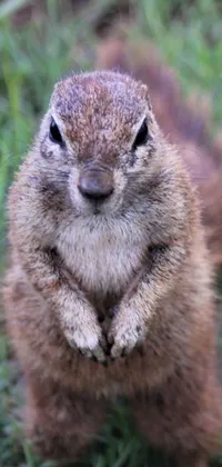 Get this lively phone wallpaper featuring an adorable ground squirrel standing on its hind legs, looking straight at you with its cute and sparkly eyes