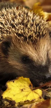 This live wallpaper features a close-up photo of a hedgehog with a pipe, perched on top of a pile of autumn leaves