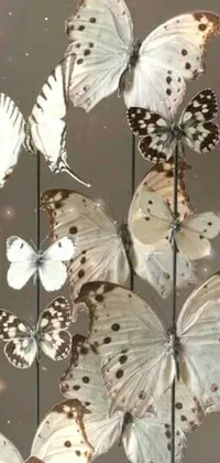 This charming live wallpaper for your phone features a close-up of beautifully-spotted white and chocolate brown butterflies on a stick