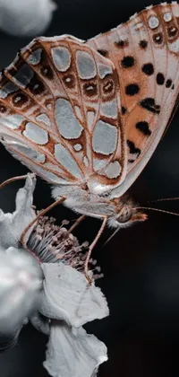 This stunning phone live wallpaper features a detailed close-up of a butterfly perched on a flower