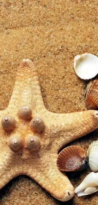 This phone live wallpaper showcases a stunning tropical scene with a starfish resting on the sandy beach