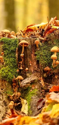 mushroom Live Wallpaper