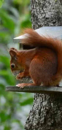 This phone live wallpaper showcases a lively squirrel sitting atop a bird feeder surrounded by natural foliage