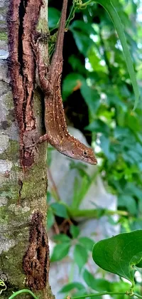 This live phone wallpaper features a vibrant and highly detailed photo of a lizard climbing a tree