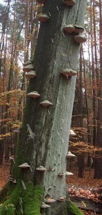This autumn forest live wallpaper showcases a group of mushrooms growing on a tree, providing a beautiful nature backdrop