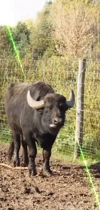 This live wallpaper captures the image of a happy bull standing on a dirt road with a big French mustache