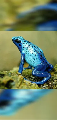 Looking for a stunning phone wallpaper to make your device stand out? Check out this trendy live wallpaper featuring a blue and black frog sitting on a rock! With its vibrant colors and intricate details, this wallpaper is sure to make your phone pop