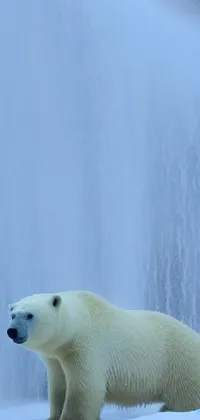 polar bear Live Wallpaper
