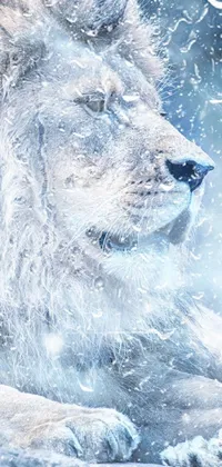 Polar Bear Carnivore Snow Live Wallpaper
