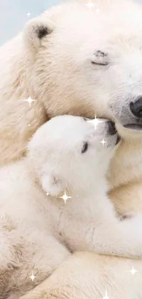 Polar Bear Carnivore Terrestrial Animal Live Wallpaper