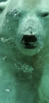 bear near polar Live Wallpaper