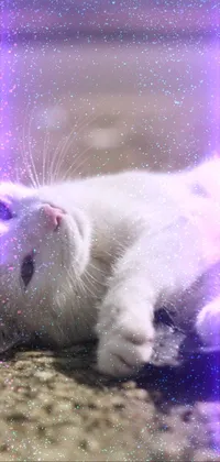 Decorate your phone with this stunning hologram live wallpaper featuring a mesmerizing close-up of a feline friend laying on the ground
