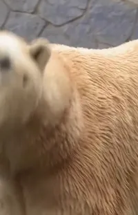 Polar Bear Human Body Felidae Live Wallpaper