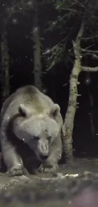 Polar Bear Organism Carnivore Live Wallpaper