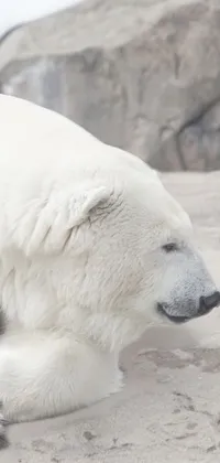 polar Bea ar Live Wallpaper