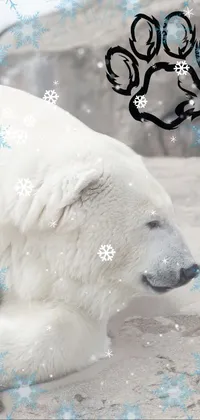 polar ice Live Wallpaper