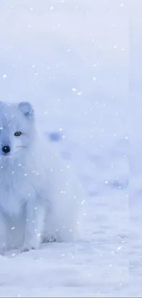 Enhance your mobile device with a beautiful live wallpaper featuring a small white dog sitting in the snow