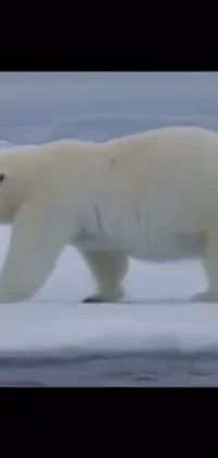 Polar Bear Snow Vertebrate Live Wallpaper