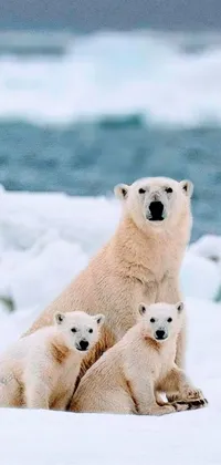 Mother bear and her Cubs. Live Wallpaper