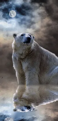 Polar Bear Water Carnivore Live Wallpaper