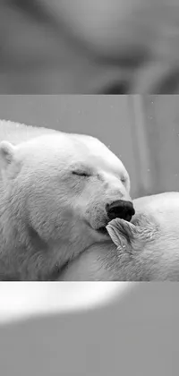 Polar Bear White Organism Live Wallpaper