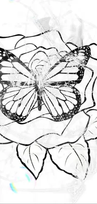 Pollinator Arthropod Butterfly Live Wallpaper