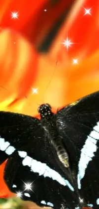 darkside butterfly  Live Wallpaper