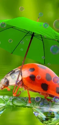 This phone live wallpaper features a charming ladybug resting under a colorful umbrella in a serene body of water