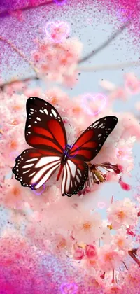 Butterfly  Live Wallpaper