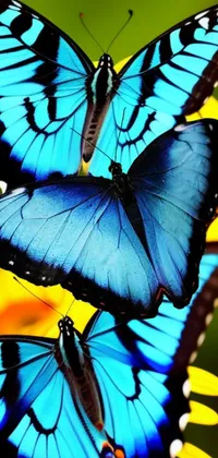 blue butterflies Live Wallpaper