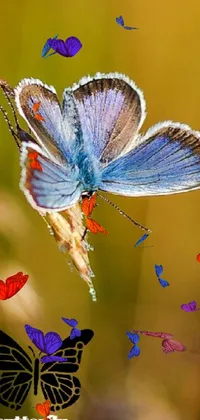 Pollinator Butterfly Common Blue Live Wallpaper