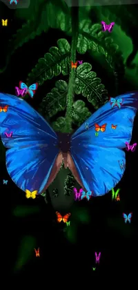 Beauty Butterfly Live Wallpaper