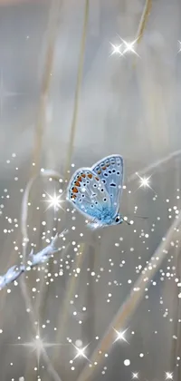 Taking off Live Wallpaper