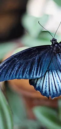 Get ready to be mesmerized by this stunning phone live wallpaper featuring a blue butterfly sitting on a green plant