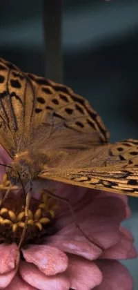 This live phone wallpaper features a stunning butterfly sitting on a pink flower