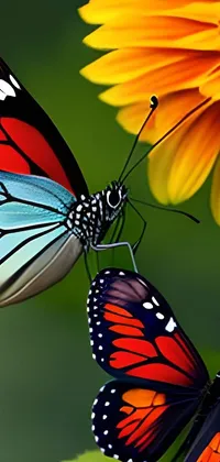 butterflies  Live Wallpaper