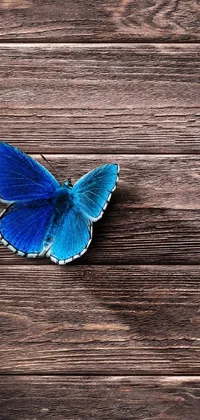 This phone live wallpaper features a majestic and vivid blue butterfly resting on top of a wooden floor