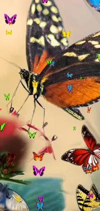beautiful butterfly Live Wallpaper