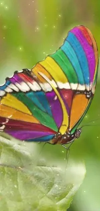 This live wallpaper features a colorful butterfly perched on top of a green leaf, creating a stunning macro shot that captures the beauty of nature