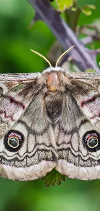 This stunning phone live wallpaper showcases a close-up of a moth perched on a tree branch