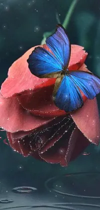 Pollinator Butterfly Petal Live Wallpaper