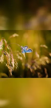 Pollinator Butterfly Plant Live Wallpaper