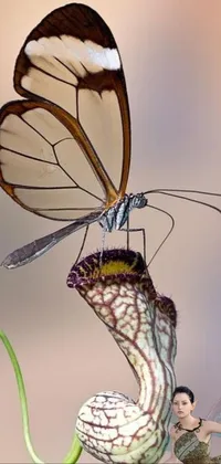 Pollinator Butterfly Plant Live Wallpaper