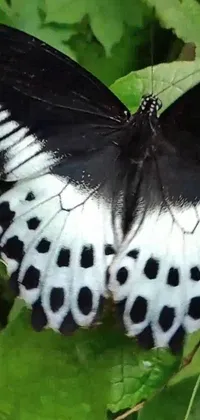 This captivating phone live wallpaper features a beautiful black and white butterfly perched on a leaf