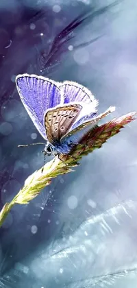 Pollinator Butterfly Polyommatus Live Wallpaper